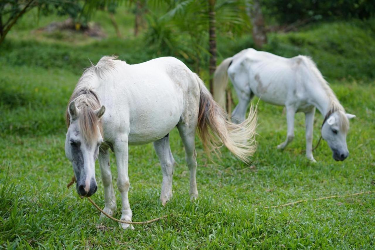 Carmel Tourism Village Kotamangalam Buitenkant foto